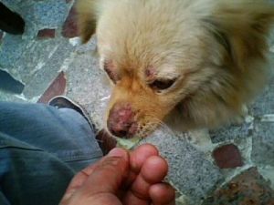 狗狗鼻子不小心碰伤口上了 狗狗碰鼻子附近就叫为什么