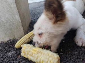 狗一天能吃多少玉米粒 狗可以吃玉米吗