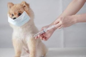 小狗什么时候打第一针疫苗 幼犬1-3个月怎么喂养