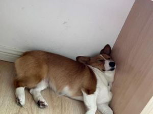 狗狗睡姿图片 狗狗肚子痛睡姿有要求吗