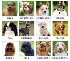 狗的品种图片名字大全 狗的生活习性