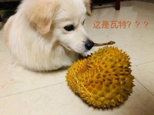 狗狗吃榴莲会怎么样 狗狗能吃榴莲吗