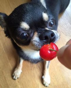 狗狗能吃樱桃吗 狗狗不能吃的20种食物