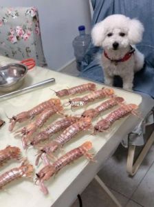狗可以吃几个虾 狗可以吃虾吗