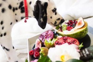 狗最爱吃的10种水果 狗吃西瓜会怎么样