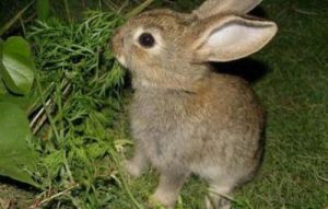 兔子身高多少厘米 狗狗55身高逮兔子怎么样