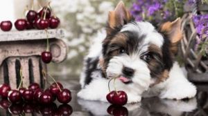狗狗能不能吃樱桃 狗狗不能吃的20种水果