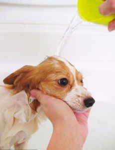 两个月的狗狗可以洗澡不 两个月的猫可以洗澡吗