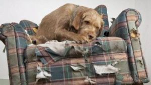 狗狗一直刨窝沙发是为什么 狗狗为啥老刨沙发上的地方