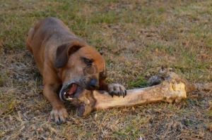 骨头在狗胃里多久消化 狗吃骨头能消化吗