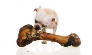 给狗狗吃骨头的好处和坏处 狗狗吃了骨头呕吐能自愈吗