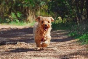 狗狗跑了600公里 一只600公里的狗狗