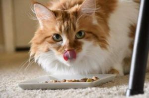 狗吃猫粮的后果 狗可以吃猫条吗
