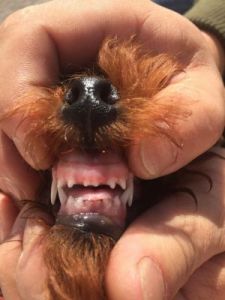 3个月的狗狗牙齿图片 狗狗3个月长多大了