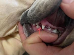狗狗掉牙齿前是怎样的表现 狗狗牙齿掉完了怎么办