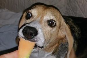 狗狗能吃哈密瓜吗 十大新手最好养的狗