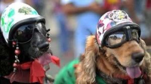 巴西：“狗狗狂欢节”——一场专属于宠物的盛大狂欢