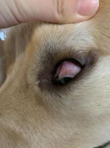 狗狗眼有黄脓状眼屎 狗狗眼睛有一个眼屎