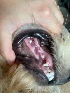 狗狗牙齿长到脖子上怎么办 狗狗脖子上长了个疙瘩