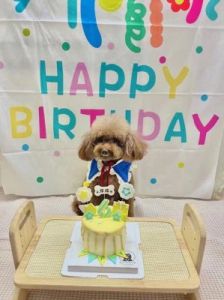 狗狗一年要过几个生日 给狗狗的生日祝福句子