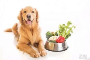 狗最怕三种蔬菜 狗能不能吃茄子
