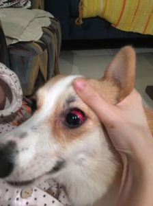 狗狗眼睛红是怎么回事 狗狗眼睛上有个点没有毛