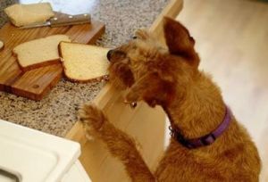 泰迪狗狗能吃面包不吃蛋糕 泰迪狗狗吃蛋糕纸