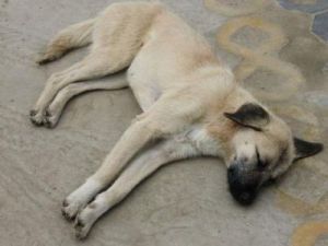 狗狗死亡的几个表现是什么 狗狗自然死亡的表现