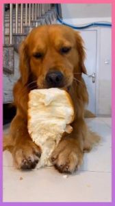 小狗可以吃面包吗 狗狗拉稀但是精神很好