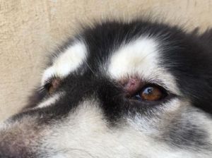 狗狗眼睛周围发红并掉毛 狗狗眼睛周围皮肤发红