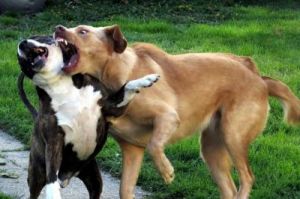 狗狗生下来多久会打架咬人 两只狗狗总是打架怎么办