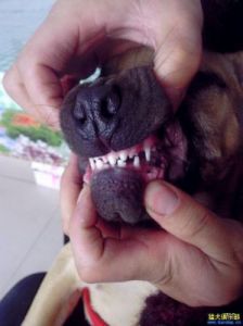 狗狗牙齿对照表图 狗会换牙齿吗