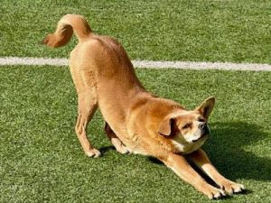 狗狗常见的7种动作有哪些 50种常见动作