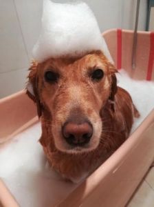 50斤狗狗洗澡 用50度的水给狗狗洗澡