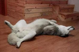 狗狗吃东西侧躺为什么 狗狗侧躺睡觉表示什么意思