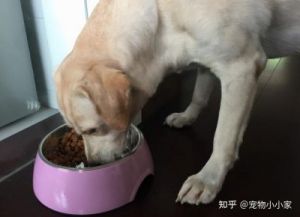 狗狗正常一天吃多少 狗狗35天不吃东西正常吗
