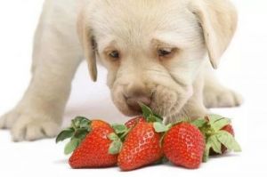 狗狗适合吃的蔬菜水果 狗狗很喜欢吃蔬菜吗英语