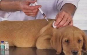 狗狗打疫苗后还能吃鱼吗 狗狗打疫苗后脖子鼓包