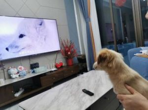 打开电视狗狗的照片怎么弄 什么软件可以把狗狗的照片弄笑