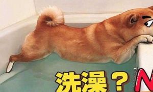 狗狗怕水不愿洗澡 狗狗胰吊水后可以洗澡吗