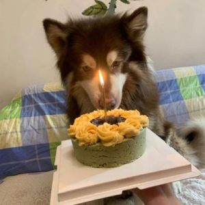 狗狗切蛋糕的感觉怎么样 狗狗吃了巧克力蛋糕