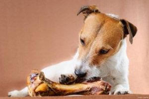 狗狗肾结石可以吃瘦猪肉吗 狗狗为啥不能吃猪肉