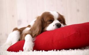 为什么狗狗很喜欢趴着睡觉 趴着睡觉的狗狗图片
