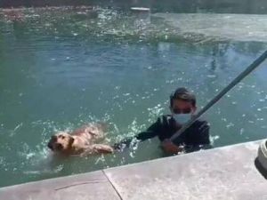 梦到救了两只落水的狗狗 狗狗救落水主人的视频