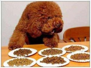泰迪狗狗喜欢吃什么 如何给泰迪狗狗吃猪肝粉