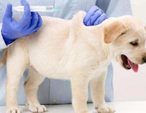 狗狗洗澡完再打疫苗可以吗 打完乙肝疫苗可以洗澡吗
