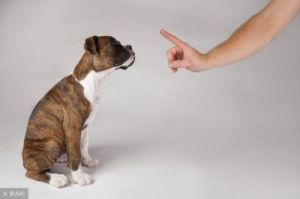 训练狗狗听到命令回来就跑 如何训练狗狗听到命令就回来