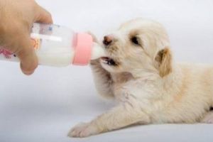 主人给狗狗泡奶粉可以吗 狗狗的奶粉应该怎么泡