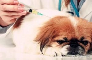 成年狗狗几月份补打疫苗合适 几月份适合给狗狗打疫苗