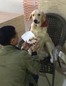 小主人拿食物给狗狗吃好吗 狗狗救小主人视频